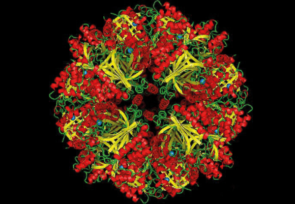Brain AG, SOR Schwefel Oxygenase / Reductase aus Acidianus ambivalens, TU Darmstadt, Diss 2005, Tim Urich<br/>Abb.: © Tim Urich und Arnuf Kletzin, TU Darmstadt, Institut für Mikrobiologie